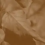 دانلود آهنگ لا لا لا لا عزیز خونه خمیده پشت من دردم گرونه از گرشا رضایی
